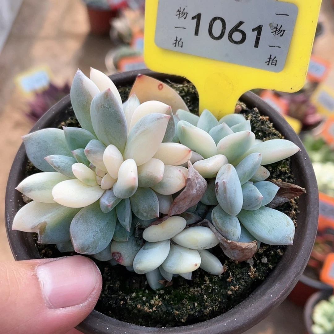 【闪购商品】无花朵1061底蕴