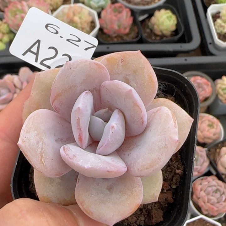 奶茶单头一颗脱土