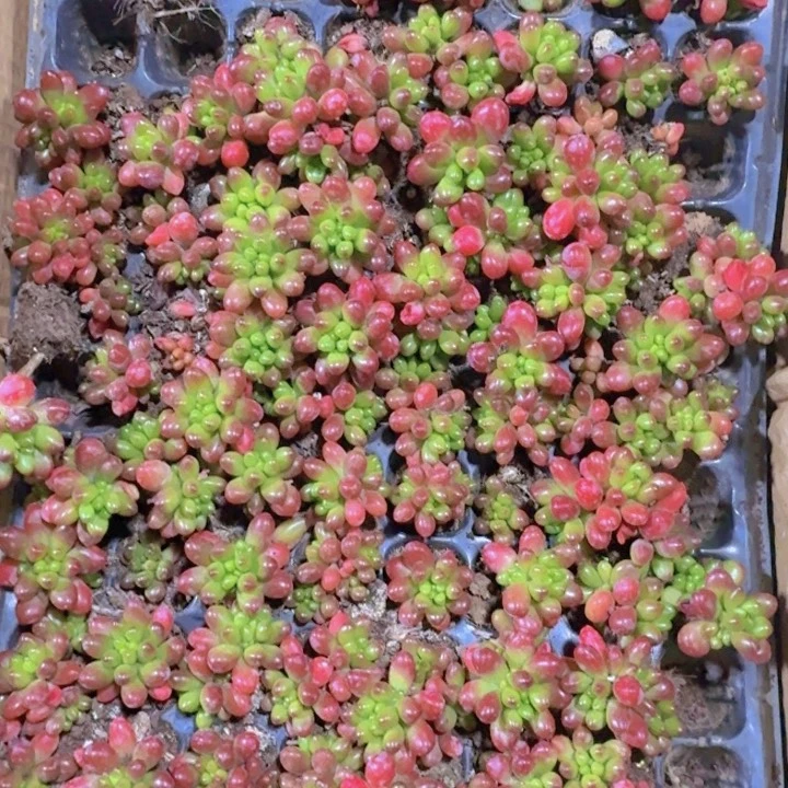 虹之玉两米两个多肉