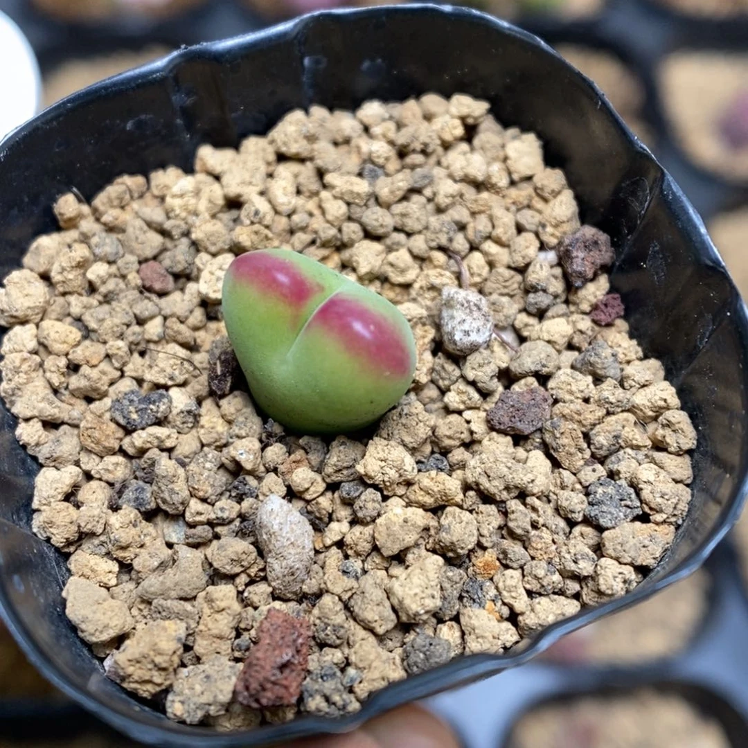 多肉植物肉锥杂交K-3408