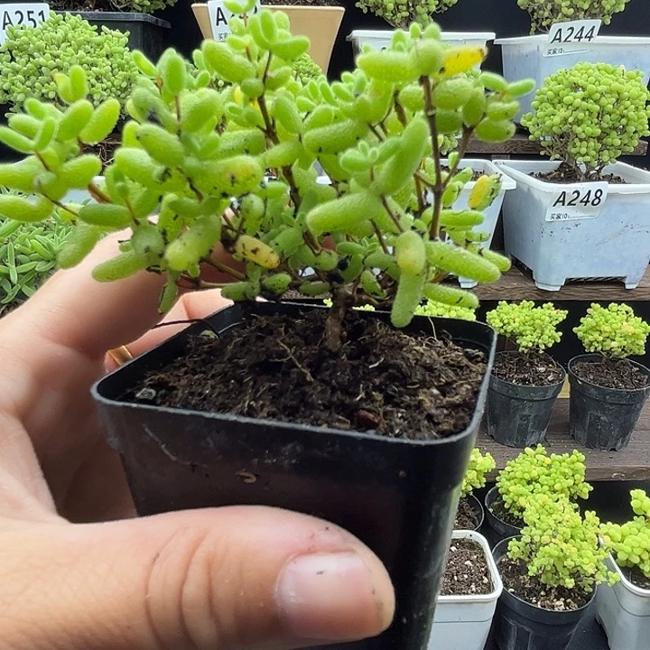 祈***盼蜜桔糖球优选枝干番杏