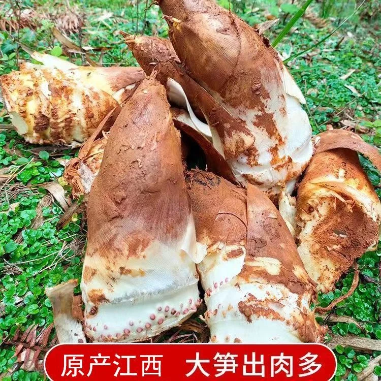 新鲜春笋现挖江西高山新鲜冬笋现挖现发脆嫩竹笋美味佳肴