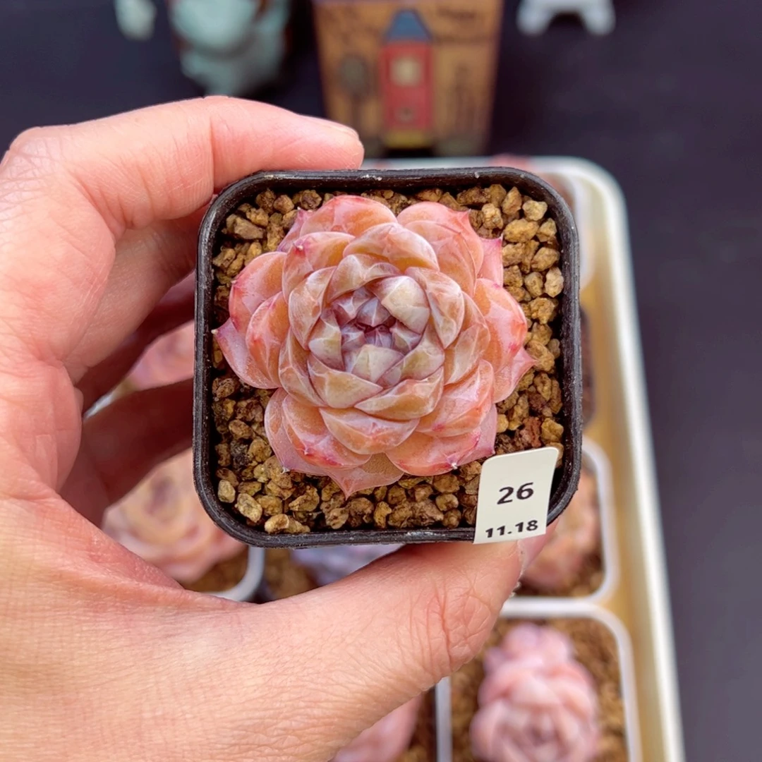 好好看26、哈哈哈哈哈