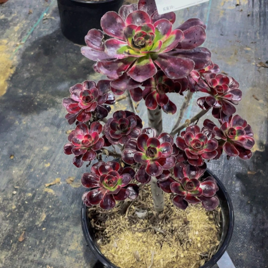 六***花丽娜多肉植物369000