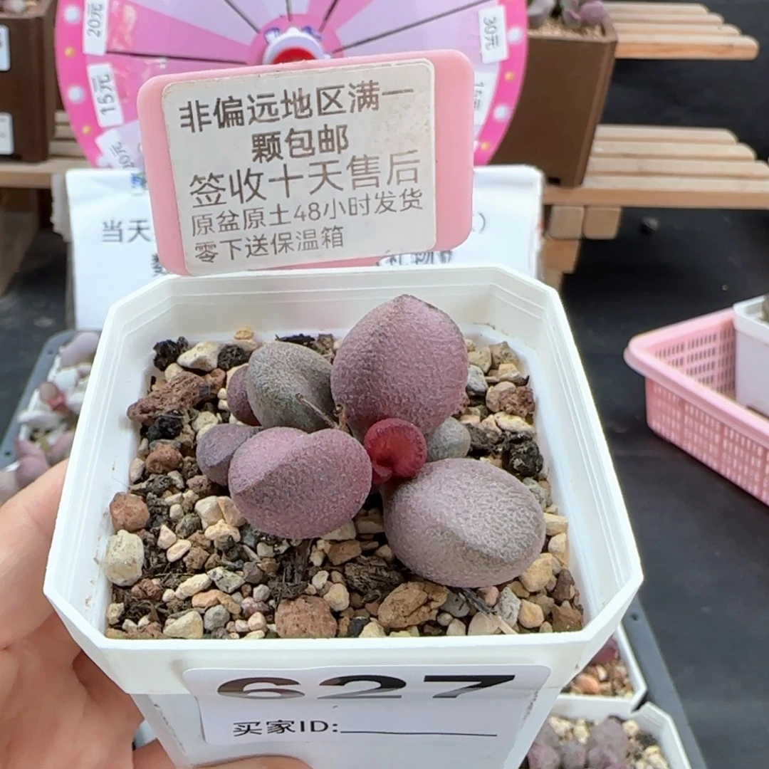 627粉红哈密瓜多肉