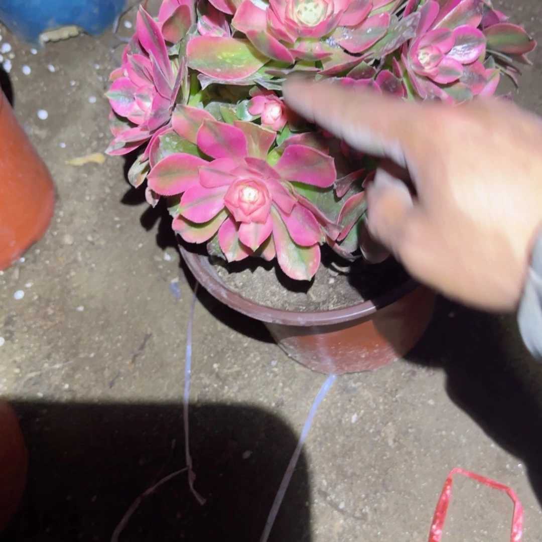 香妃法师多肉115