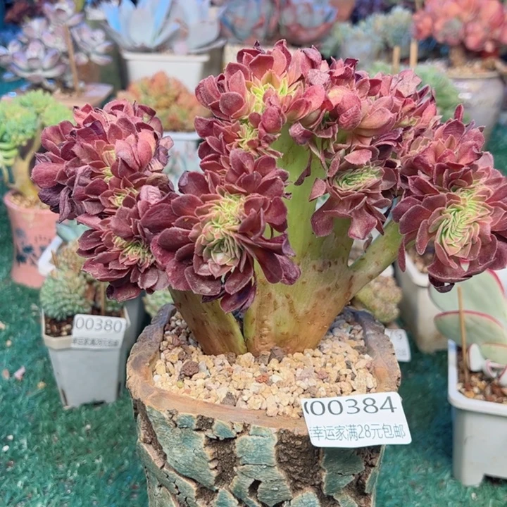 幸运的是我的朋友