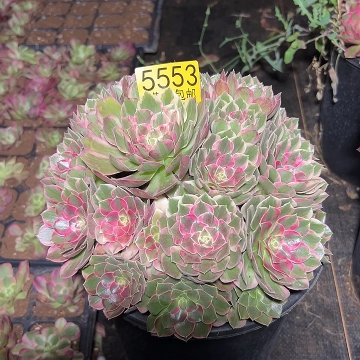 553 孔雀翎多肉法师锦