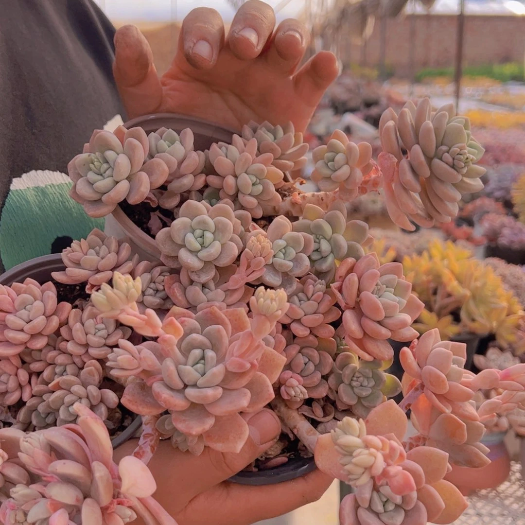 洛神整桩整群三盆