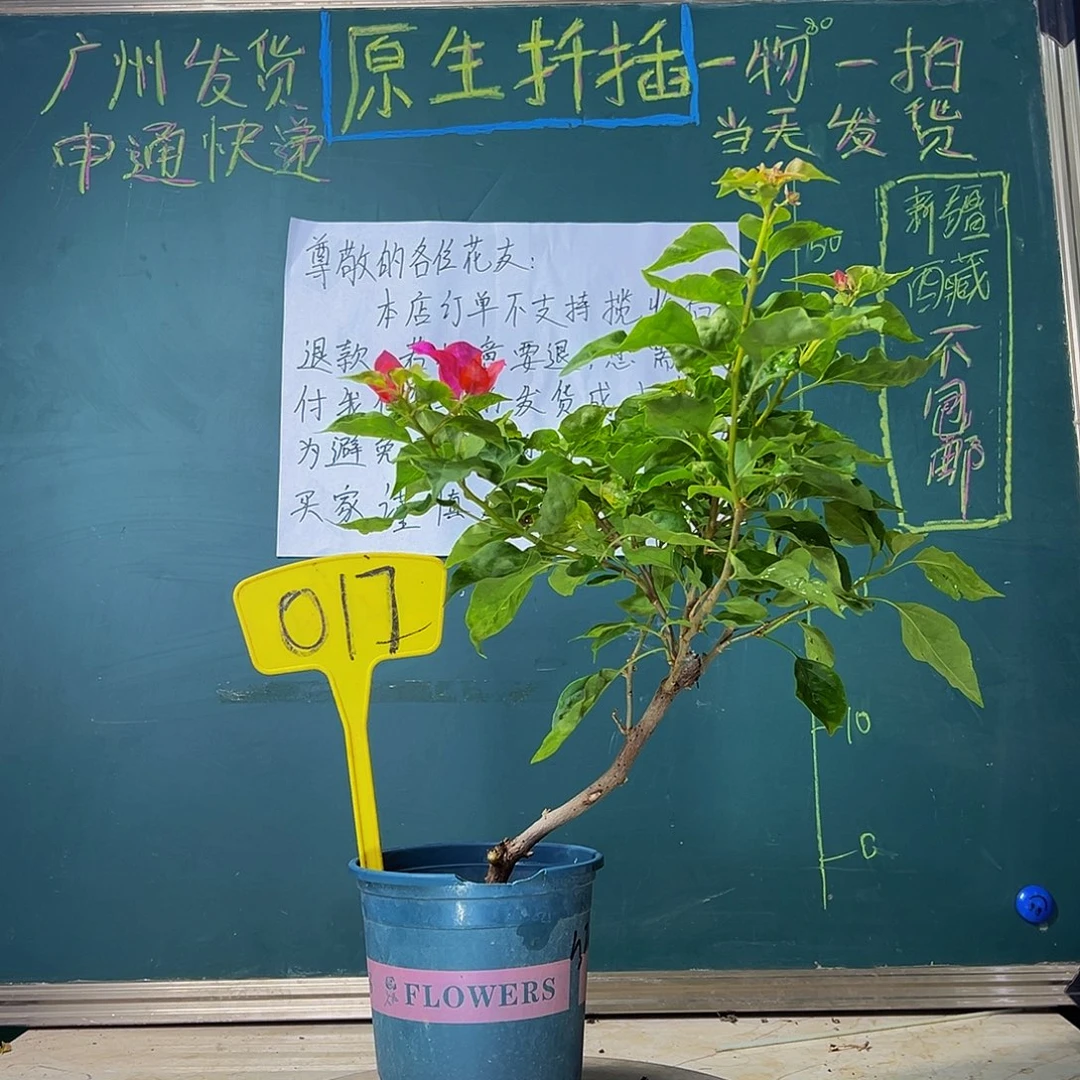 当前无花栽培后可以开花红九月 017