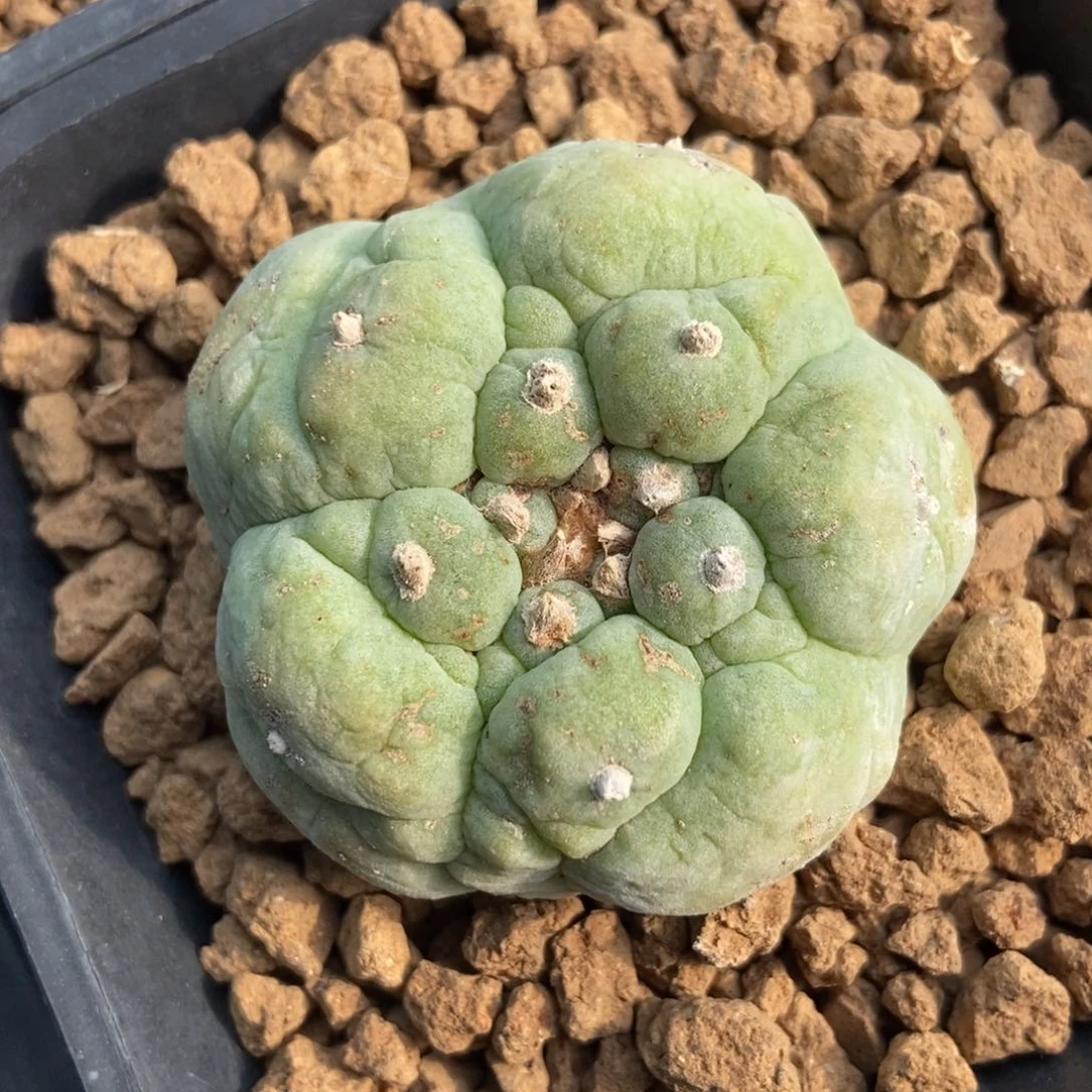 古田贝无刺仙人球