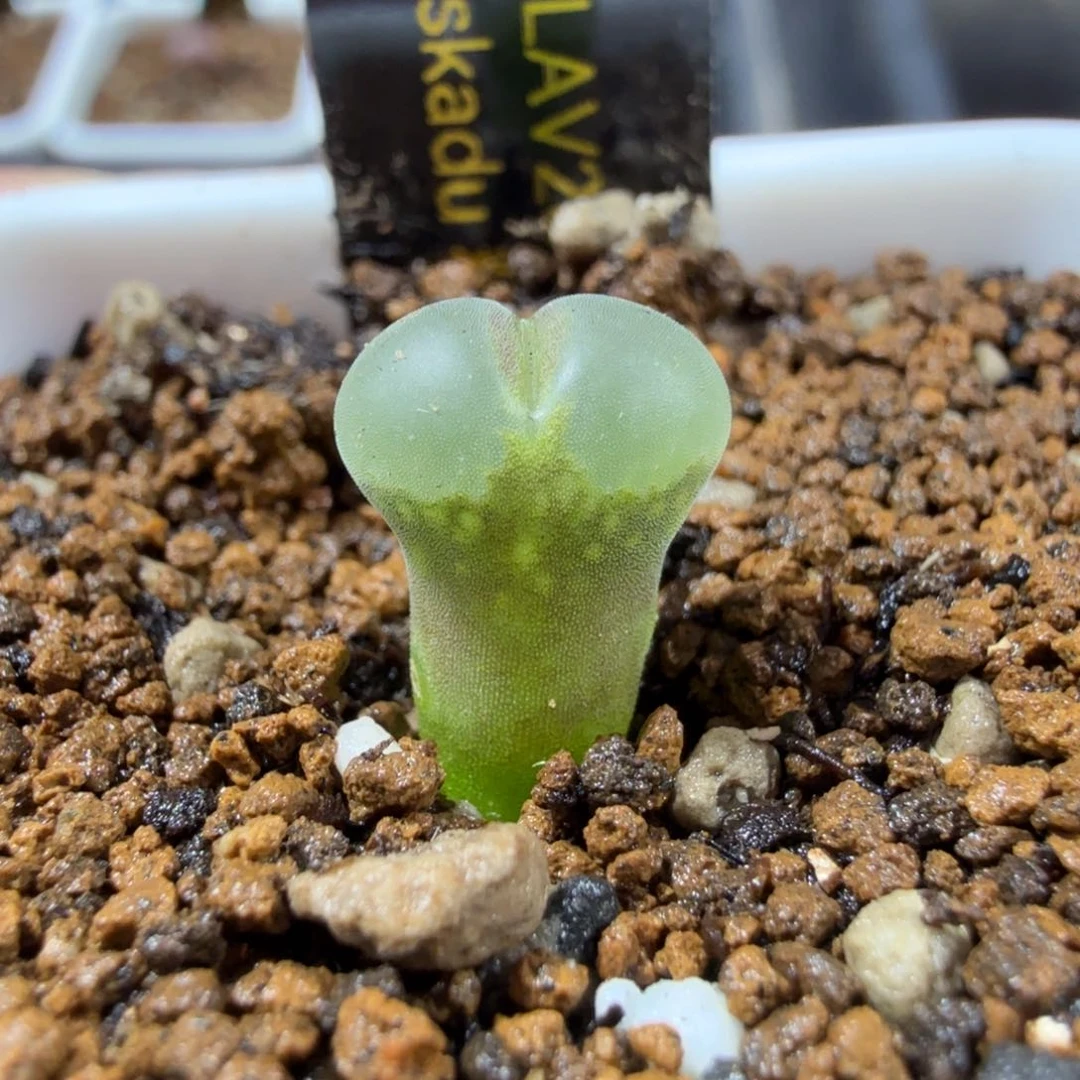 粉女 tt 11-24-L35.