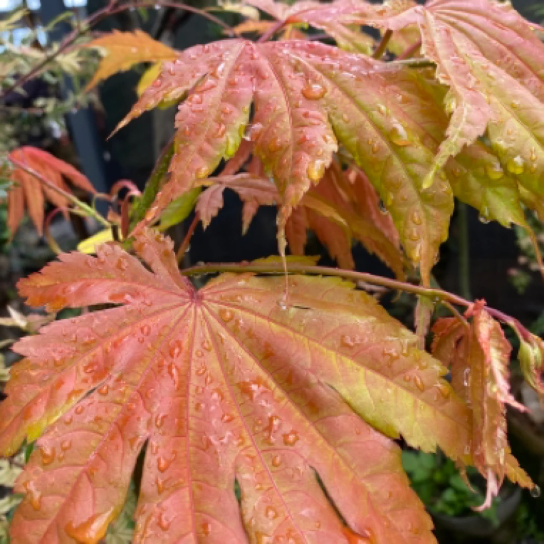 粗8公分景观盆景彩色枫树月升