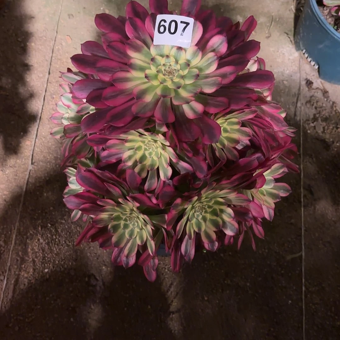 多肉法师波斯607