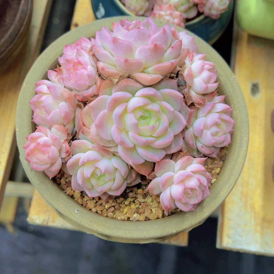 用****6多肉植物，多肉植物，