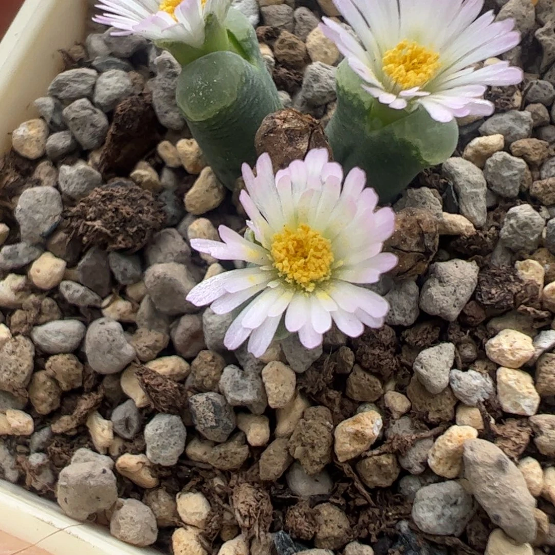 772 好看的多肉冲冲冲