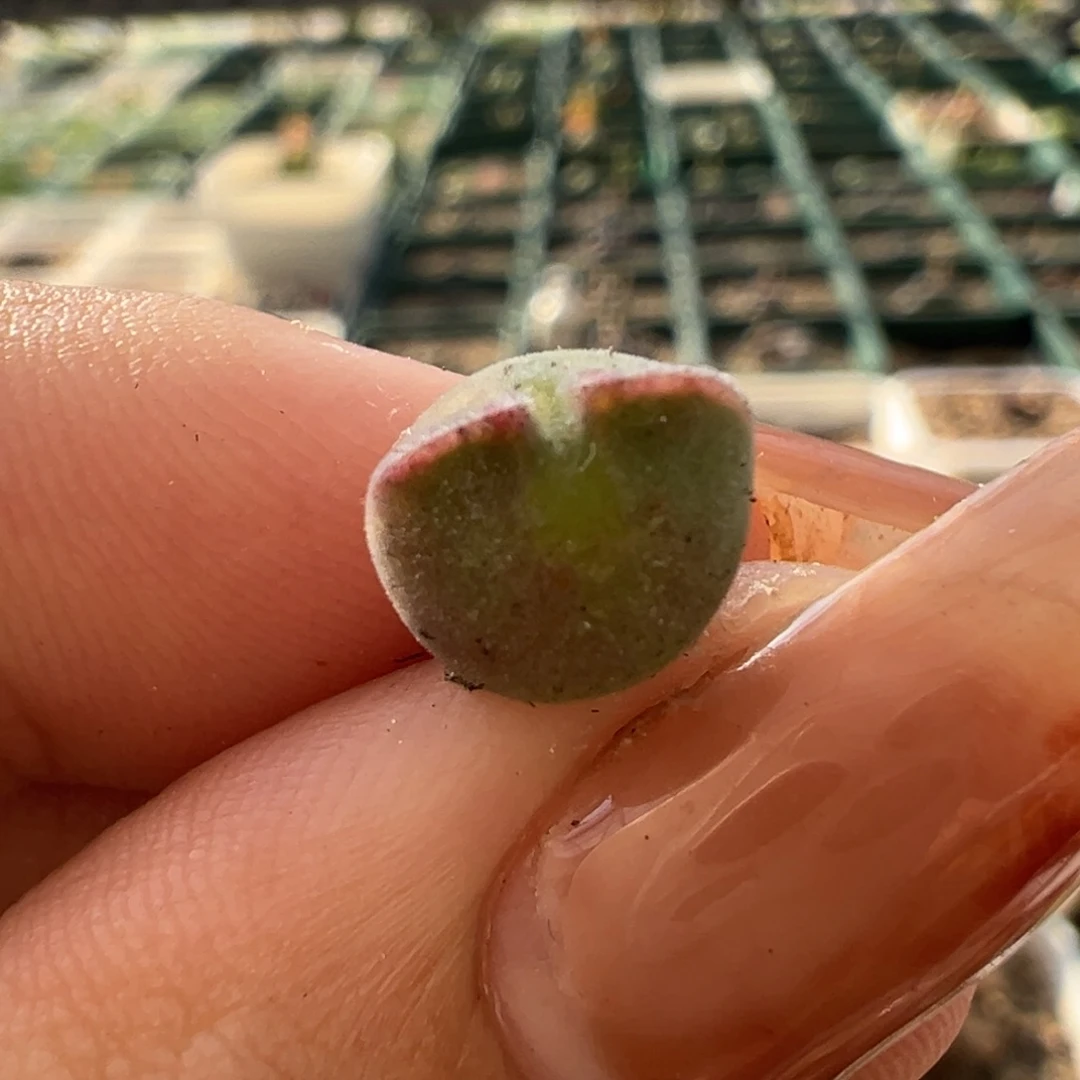 紫粉空蝉后代多肉