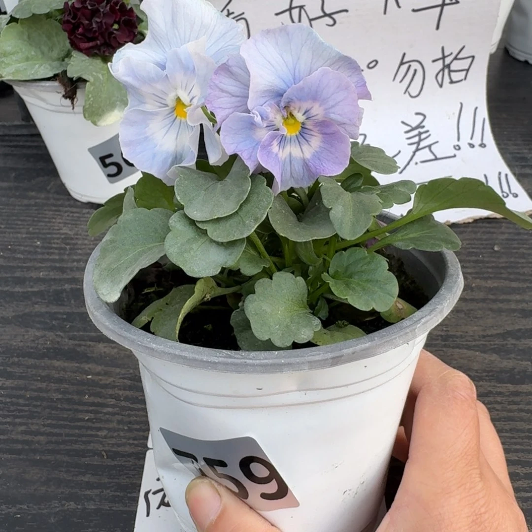 全部花朵759号蓝希尔