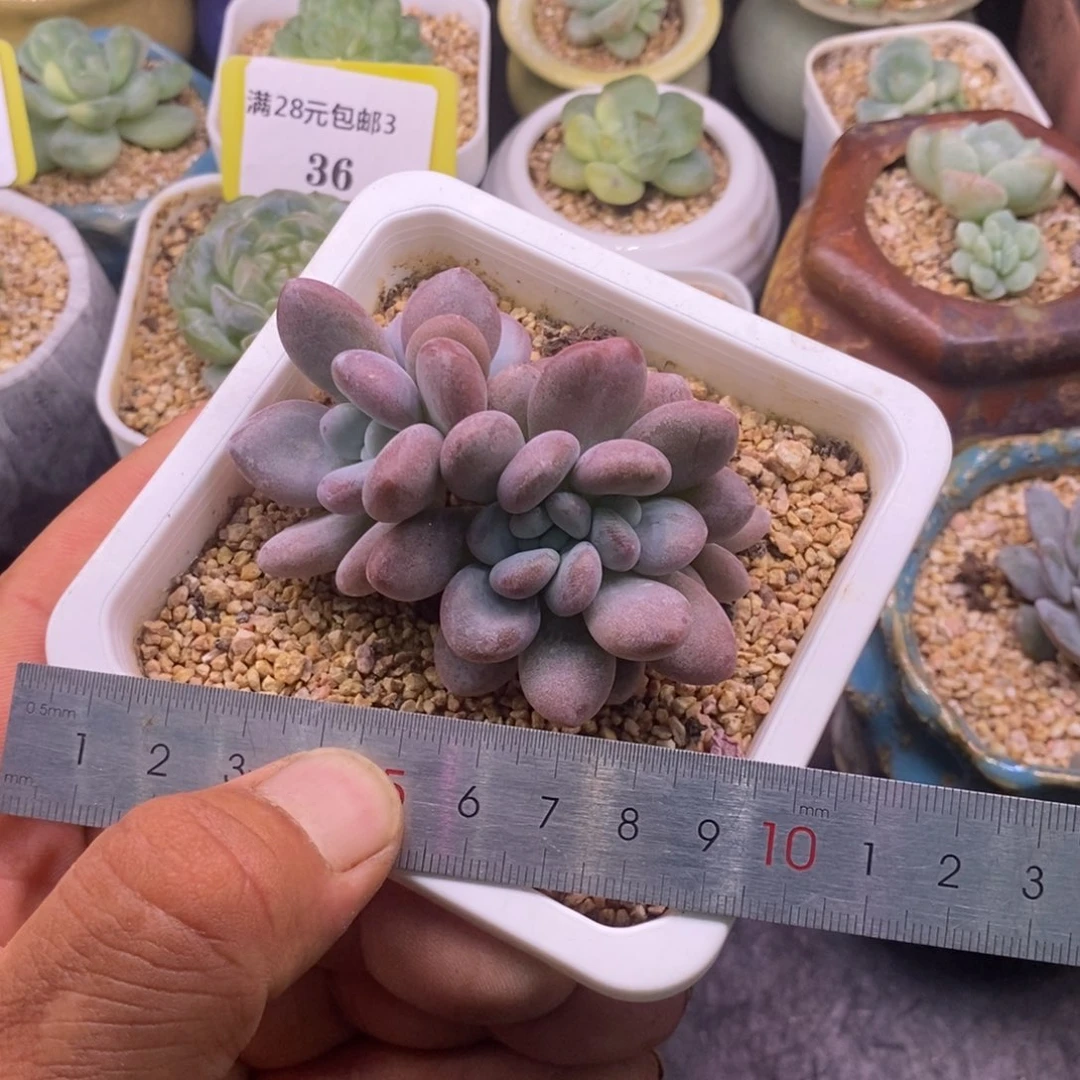 321老桩粉兔缀化…………
