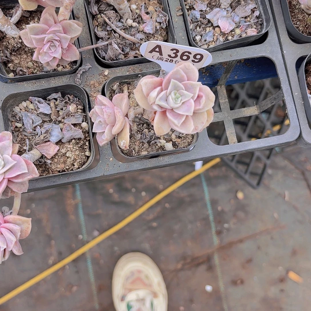 A369可爱玫瑰变异一物一拍