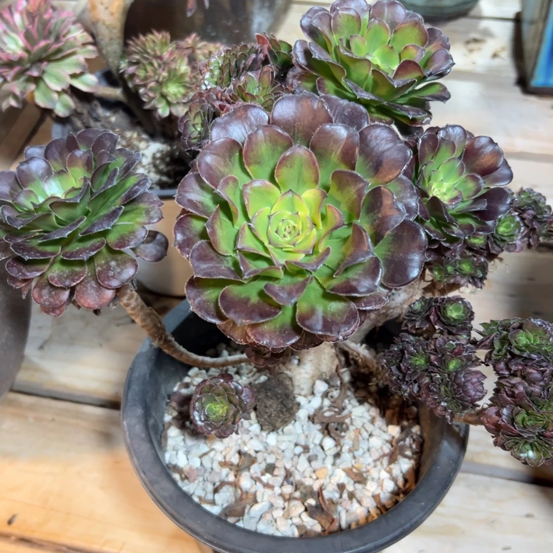 舞天姬朵朵缀化老桩