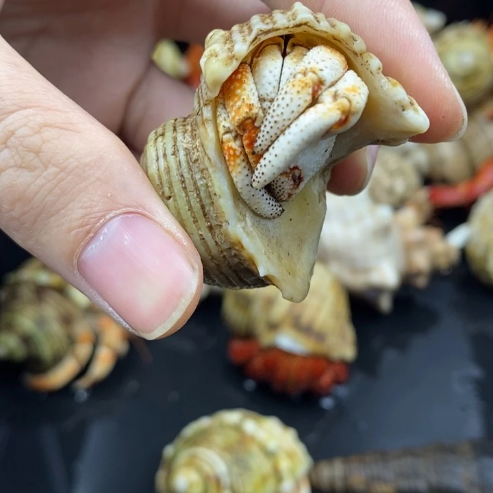 2.1口毛里求斯草莓