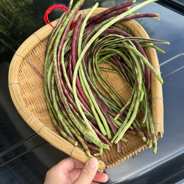 重庆农家自种新鲜豆角豇豆架豆棒豆现摘现发露天种植农村应季蔬菜