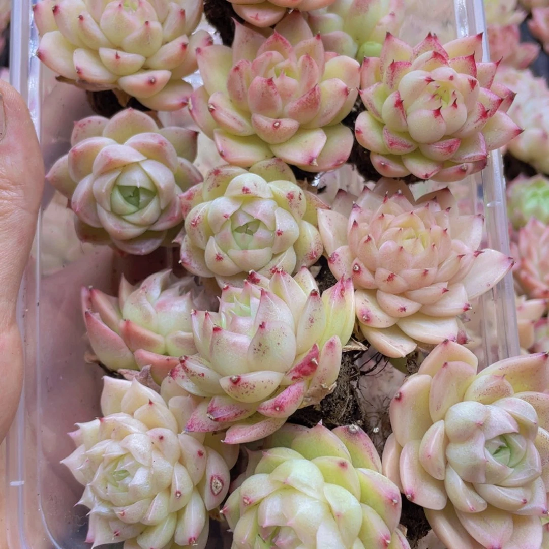 开心快乐幸福036