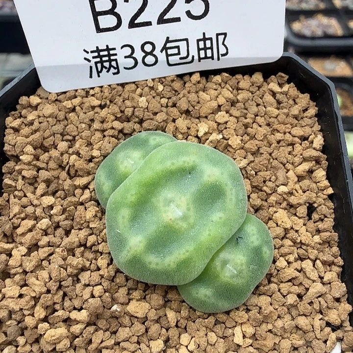 绿豆糕杂毛饼 带盆发