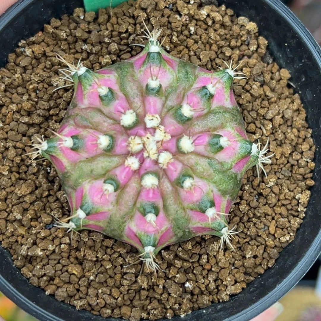 A114泰系海神，带盆土发货