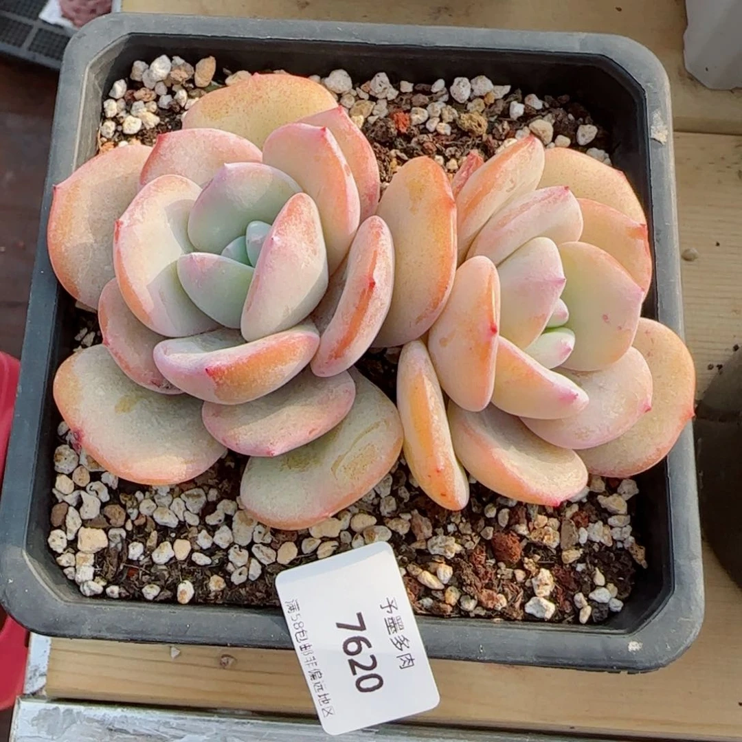 奶茶，7620多肉植物