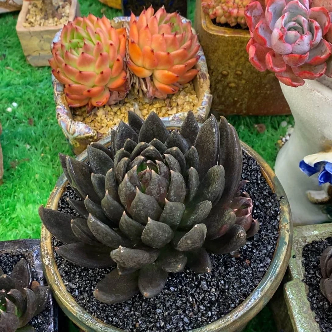 @*?禾黑骑士多肉植物