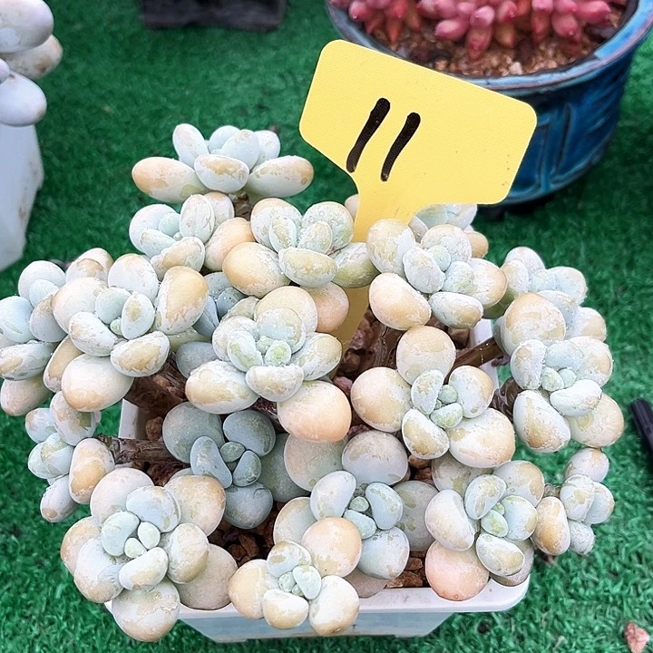 香水落神11号码牌子