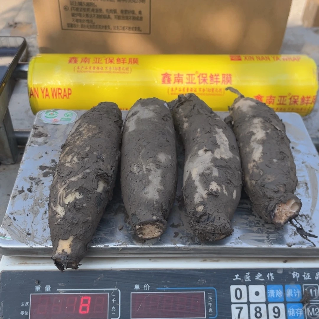 洪湖莲藕中国大陆