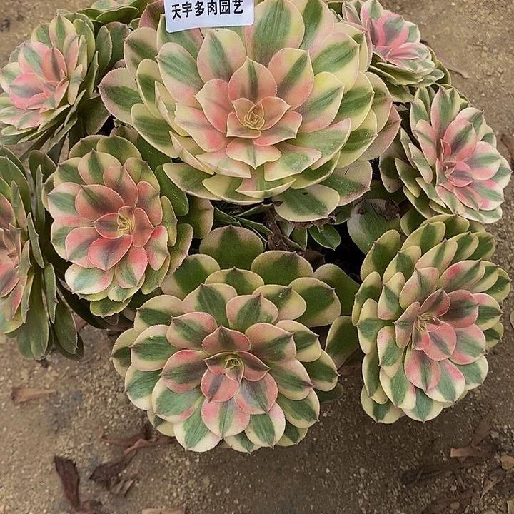 多肉植物荔枝073多肉