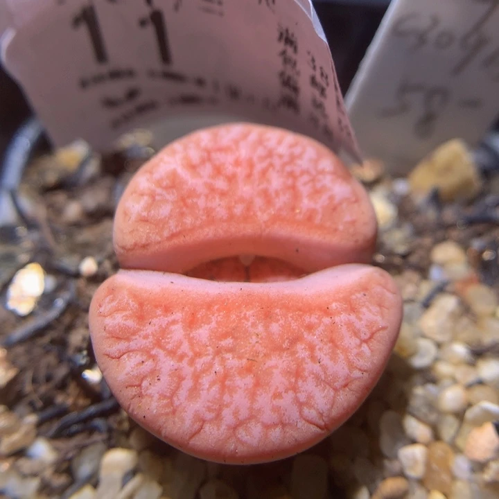 精品生石花217.11