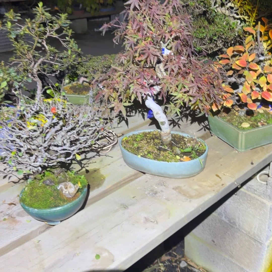 星***海无花朵长寿3000枫600花梨1000