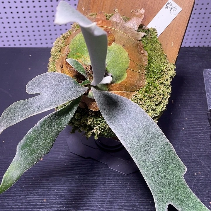 18雷电鹿角蕨鹿角蕨鹿角蕨