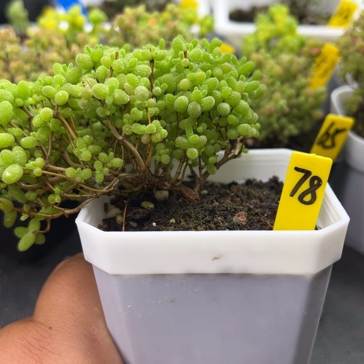 78号蜜橘悬崖桩 一物一拍