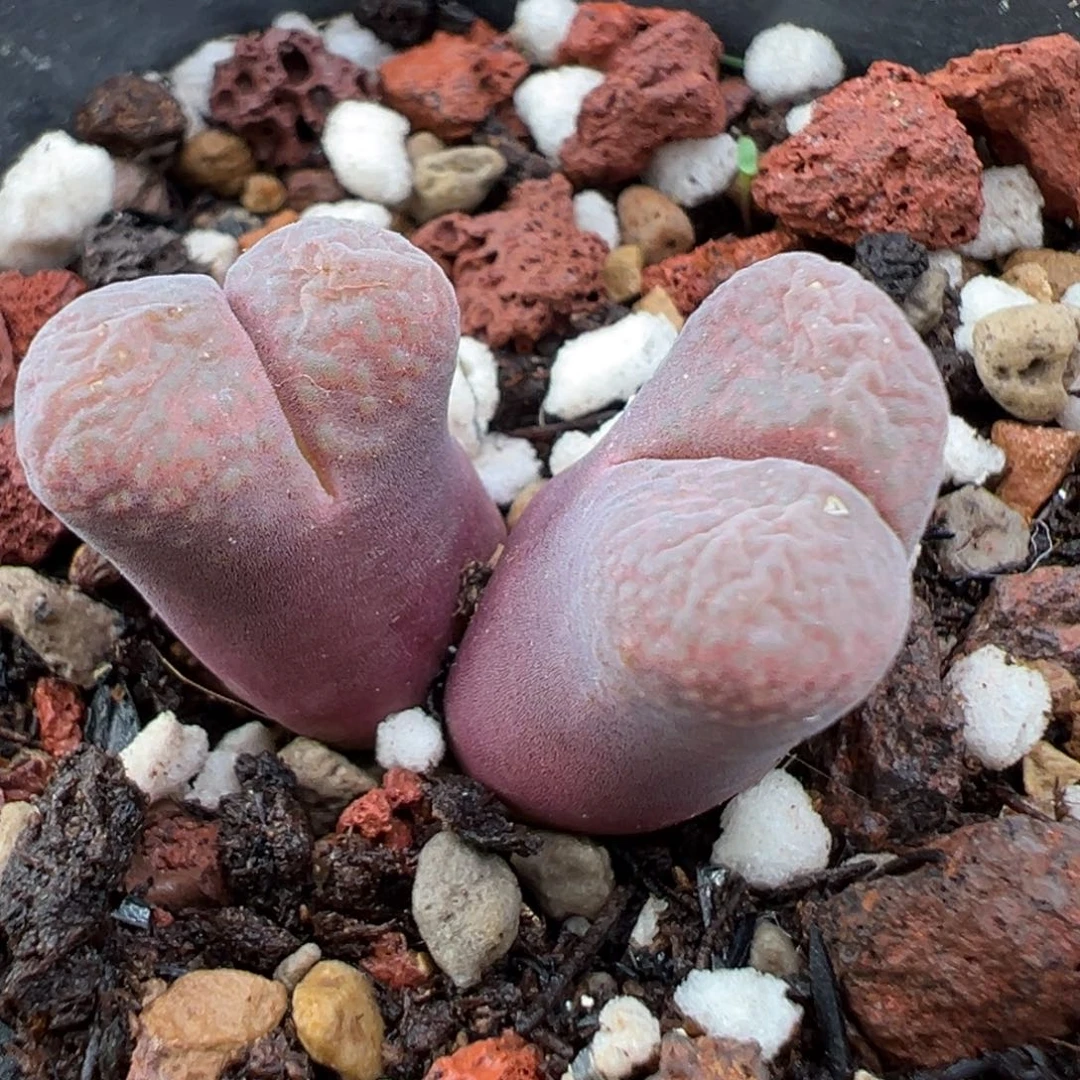 11.6好看的多肉脱土发货504