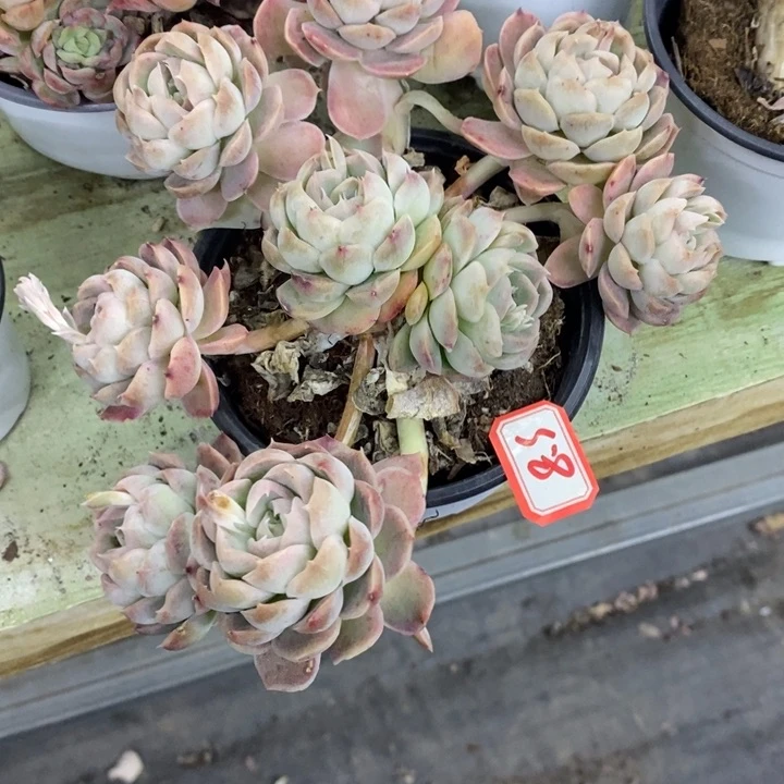 七*一物一拍杂交多肉58