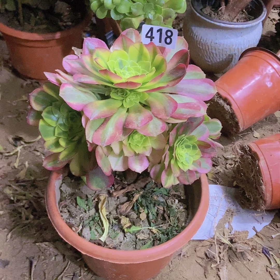 418奶白锦老庄手捧朵朵