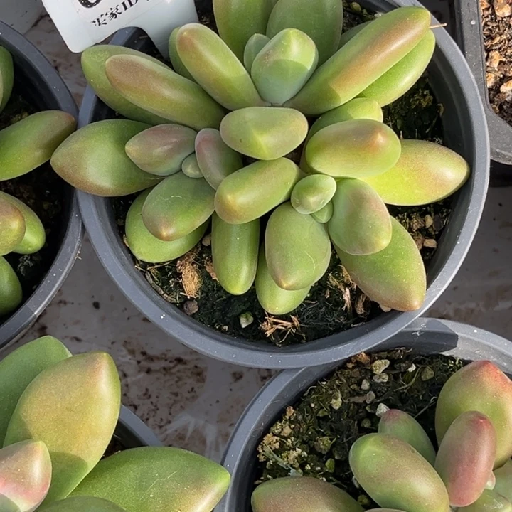 伊沙贝拉多肉植物0