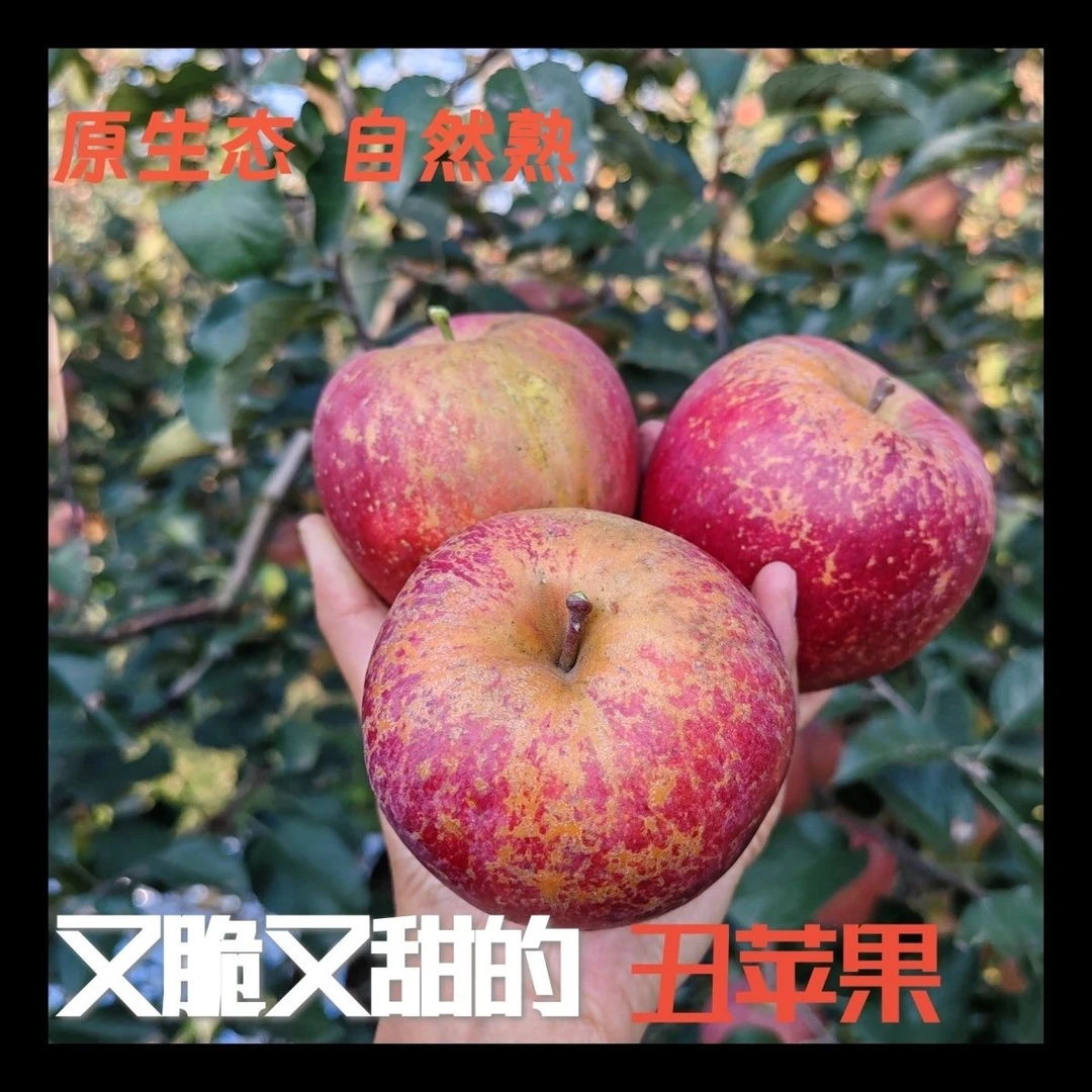 贵州威宁糖心苹果高山丑苹果新鲜现摘包邮直发应季水果精选红苹果