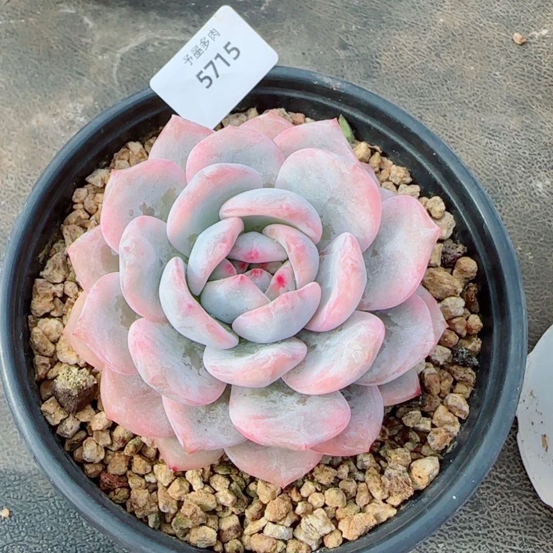 橙子锦，5715多肉植物