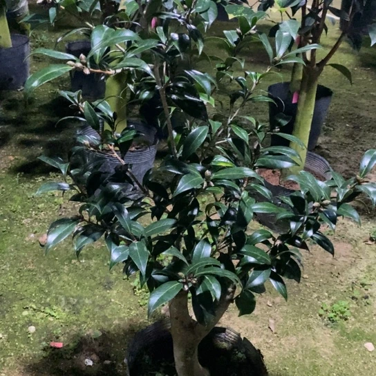 当前无花栽培后可以开花