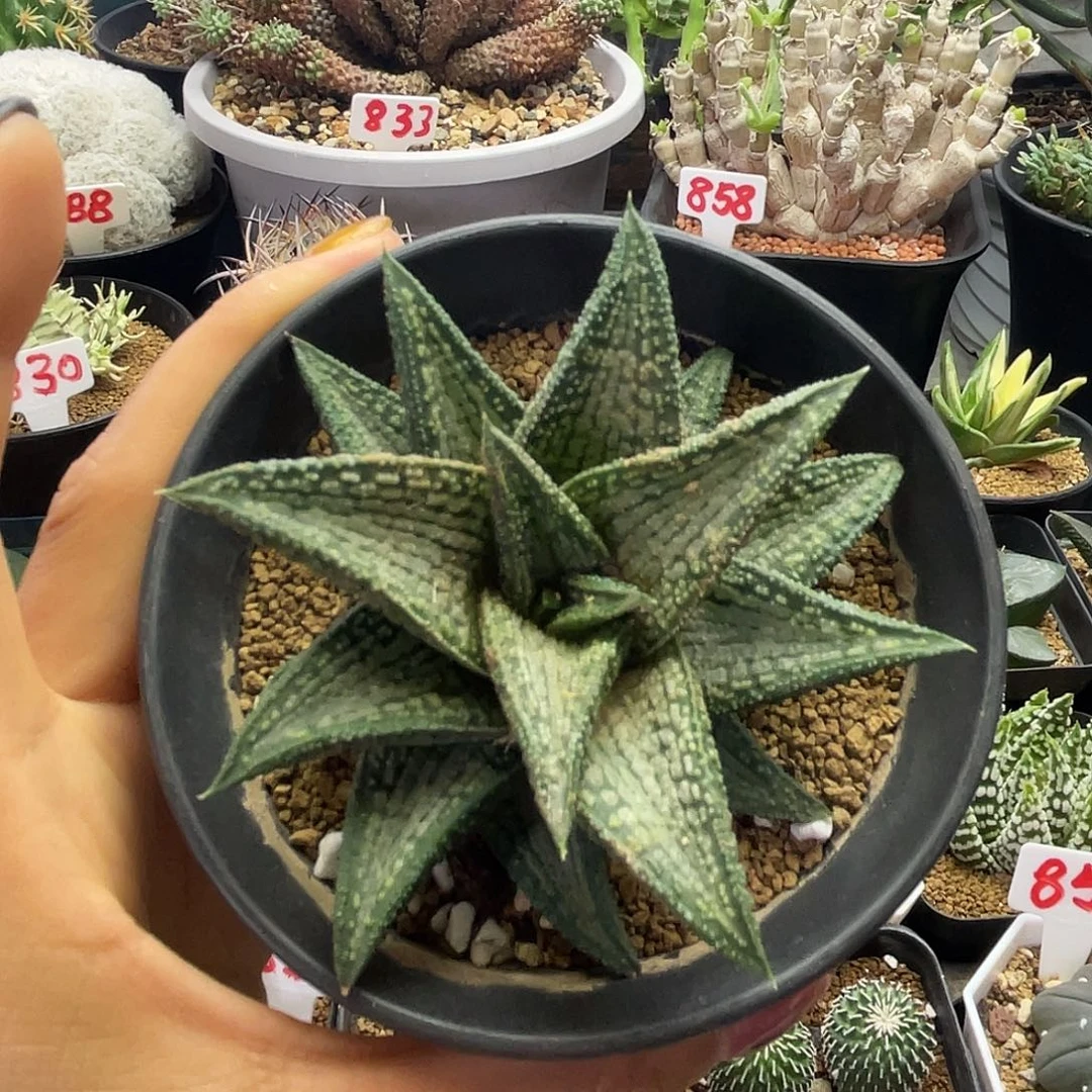 实生锦，带桥硬叶仙人球