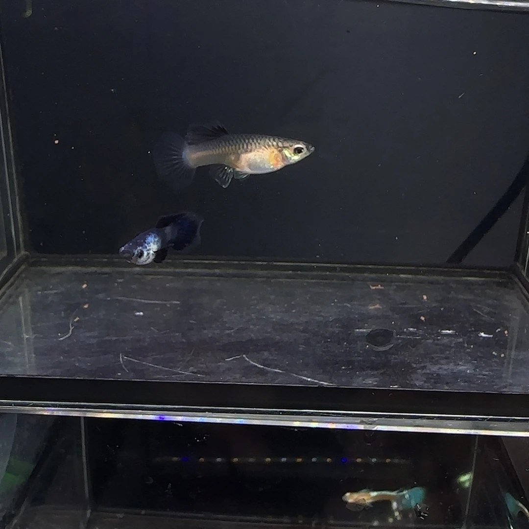 孔雀鱼大耳熊猫一对