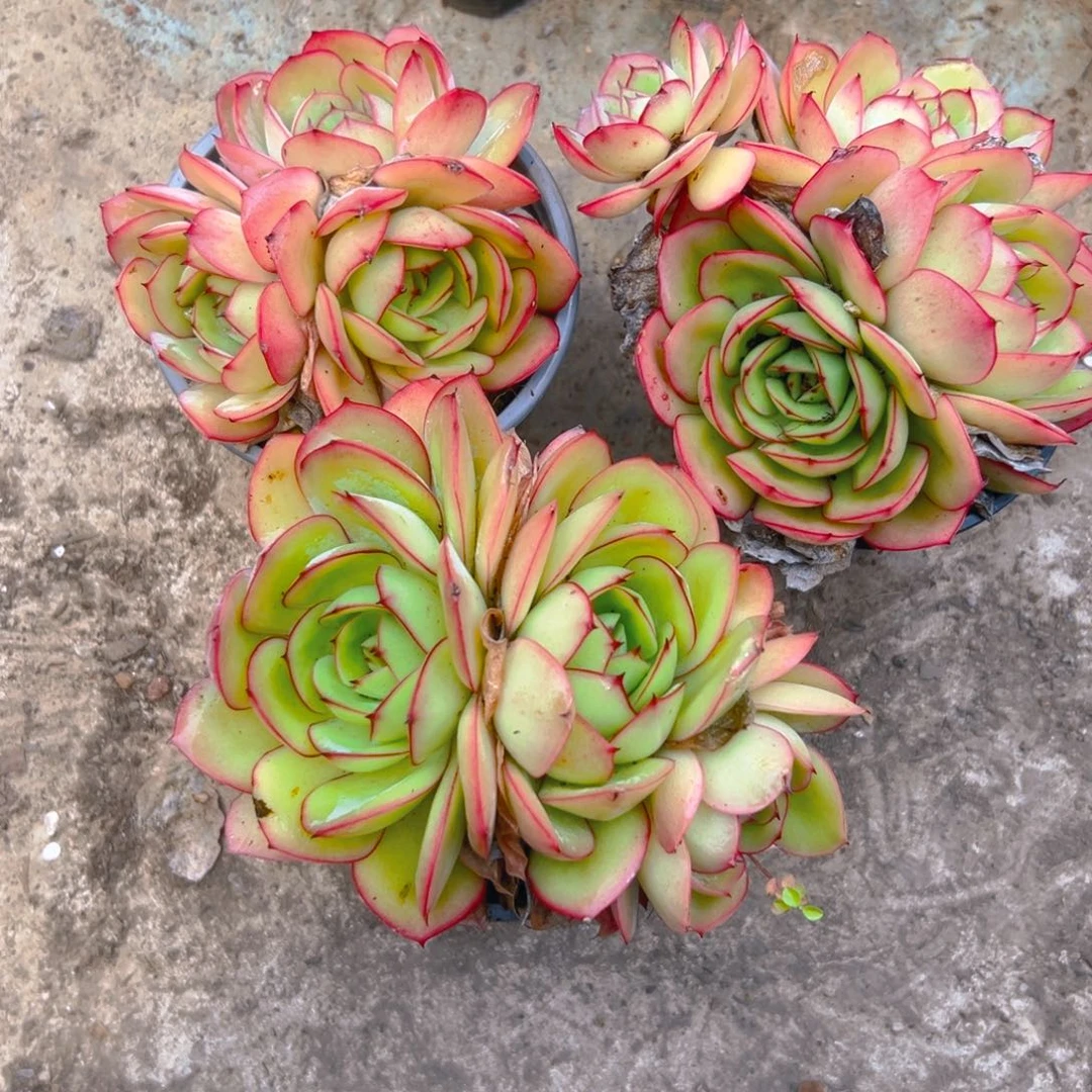 牡丹亭24567900987654