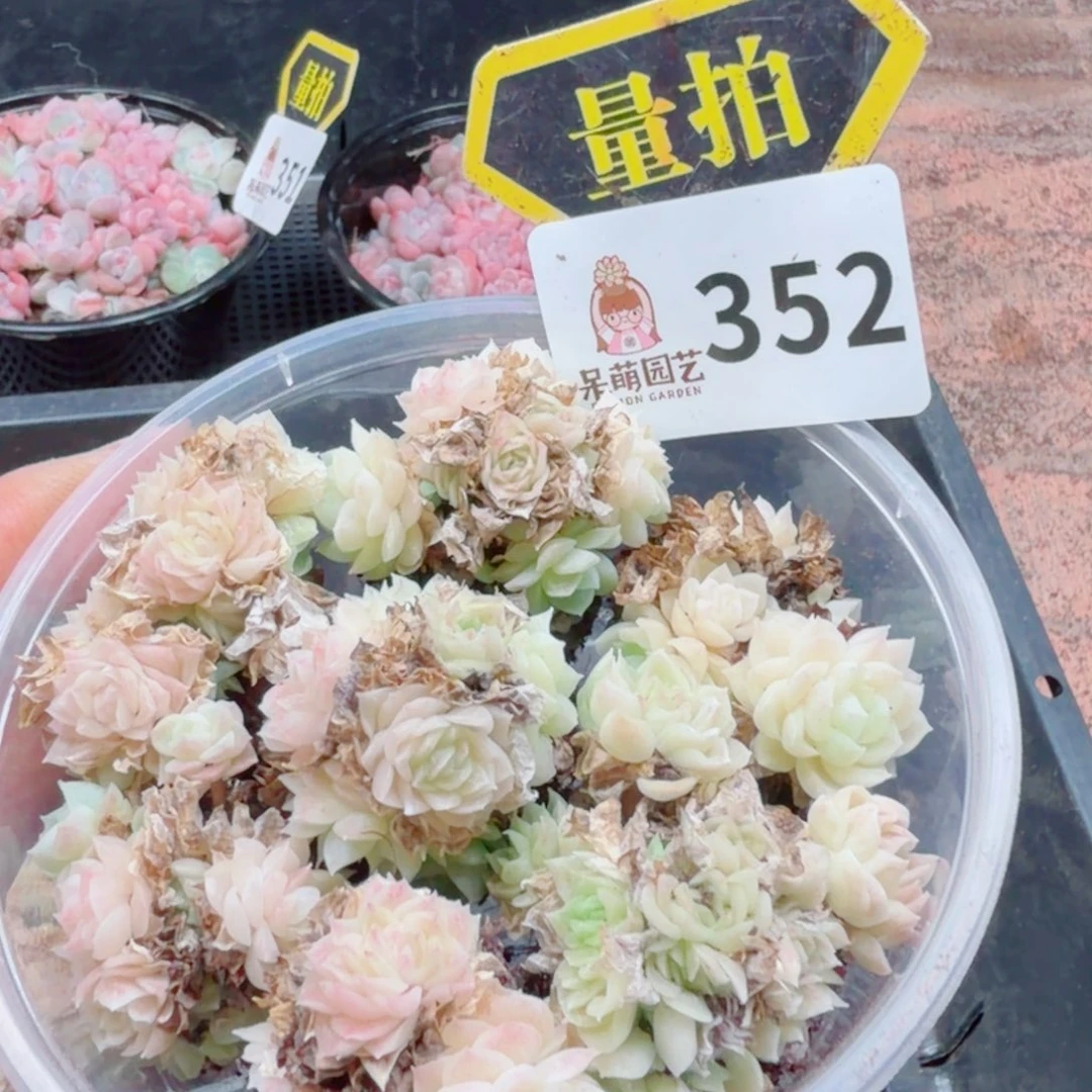 多肉植物多肉植物